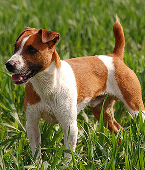Plummer Terrier Information, Bilder, Preis