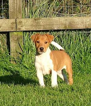 Plummer Terrier Information, Bilder, Preis