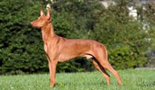 Podenco Andaluz Information, Bilder, Preis