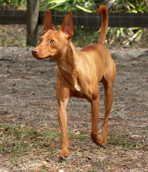 Podenco Andaluz Information, Bilder, Preis