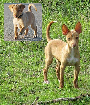 Podenco Andaluz Information, Bilder, Preis