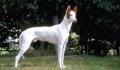 Podenco Ibicenco Information, Bilder, Preis