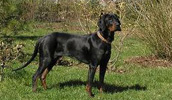 Polish Hunting Dog Information, Bilder, Preis