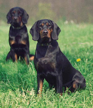 Polish Hunting Dog Information, Bilder, Preis