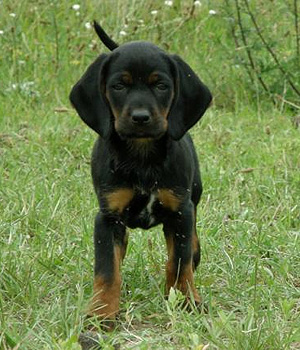 Polish Hunting Dog Information, Bilder, Preis