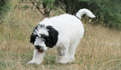 Polish Lowland Sheepdog Information, Bilder, Preis