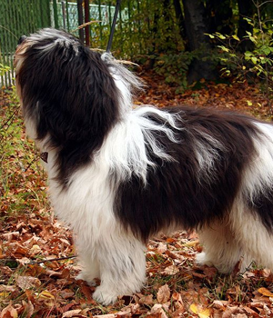 Polish Lowland Sheepdog Information, Bilder, Preis