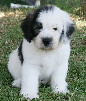 Polish Lowland Sheepdog Information, Bilder, Preis