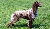 Pont Audemer Spaniel Information, Bilder, Preis