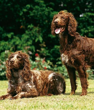 Pont Audemer Spaniel Information, Bilder, Preis