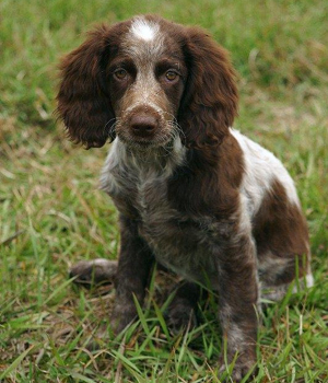 Pont Audemer Spaniel Information, Bilder, Preis