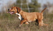 Portuguese Pointer Information, Bilder, Preis