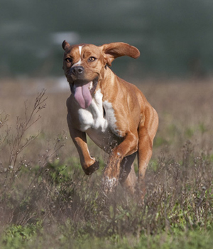 Portuguese Pointer Information, Bilder, Preis