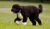 Portuguese Water Dog Information, Bilder, Preis