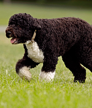 Portuguese Water Dog Information, Bilder, Preis