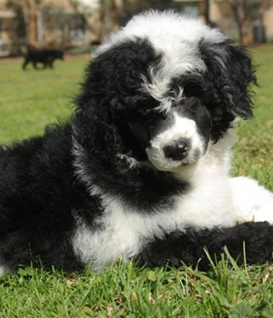 Portuguese Water Dog Information, Bilder, Preis