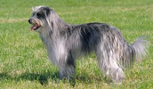 Pyrenean Shepherd Information, Bilder, Preis