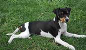 Rat Terrier Information, Bilder, Preis