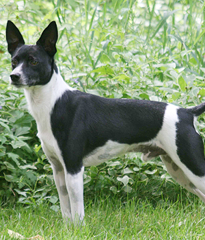 Rat Terrier Information, Bilder, Preis