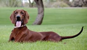 Redbone Coonhound Information, Bilder, Preis