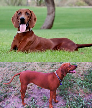 Redbone Coonhound Information, Bilder, Preis