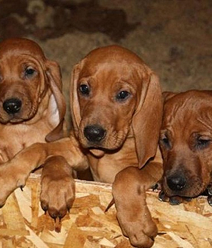 Redbone Coonhound Information, Bilder, Preis