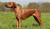 Rhodesian Ridgeback Information, Bilder, Preis