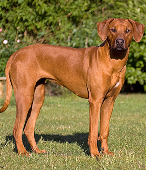 Rhodesian Ridgeback Information, Bilder, Preis