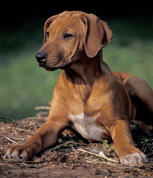 Rhodesian Ridgeback Information, Bilder, Preis