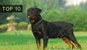 Rottweiler Information, Bilder, Preis