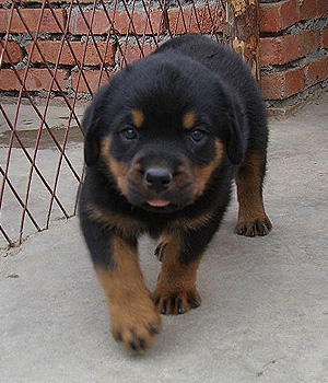 Rottweiler Information, Bilder, Preis