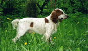 Russian Spaniel Information, Bilder, Preis