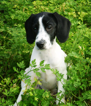 Russian Spaniel Information, Bilder, Preis