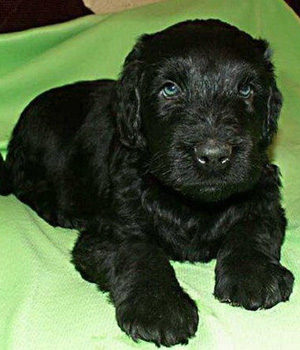 Russischer Schwarzer Terrier Information, Bilder, Preis