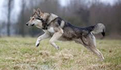Saarlooswolfhund Information, Bilder, Preis