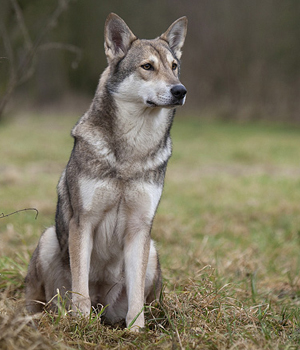 Saarlooswolfhund Information, Bilder, Preis