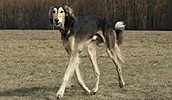 Saluki Information, Bilder, Preis