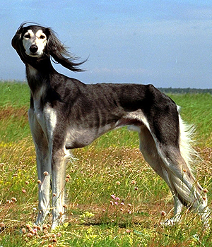 Saluki Information, Bilder, Preis