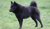 Schipperke Information, Bilder, Preis