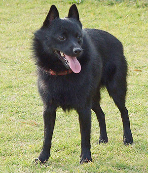 Schipperke Information, Bilder, Preis