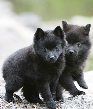 Schipperke Information, Bilder, Preis