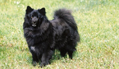 Schwedischer Lapphund Information, Bilder, Preis