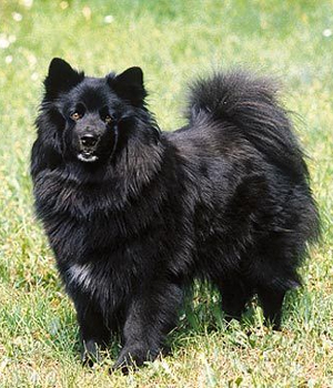 Schwedischer Lapphund Information, Bilder, Preis