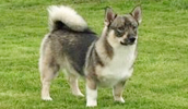 Schwedischer Vallhund Information, Bilder, Preis