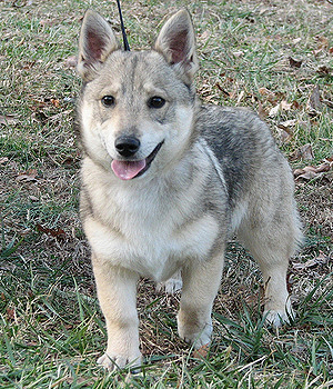 Schwedischer Vallhund Information, Bilder, Preis