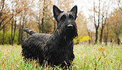 Scottish Terrier Information, Bilder, Preis