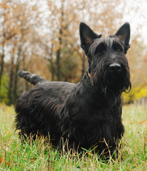Scottish Terrier Information, Bilder, Preis