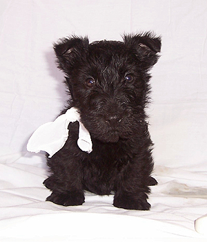 Scottish Terrier Information, Bilder, Preis