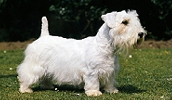 Sealyham Terrier Information, Bilder, Preis