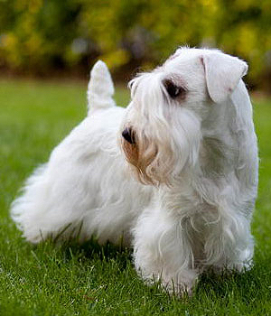 Sealyham Terrier Information, Bilder, Preis